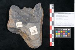 Foto (Objekt + Etikett) von Pinus praeholothana Ettingshausen (NHMW-GEO-2024-0188-10229)